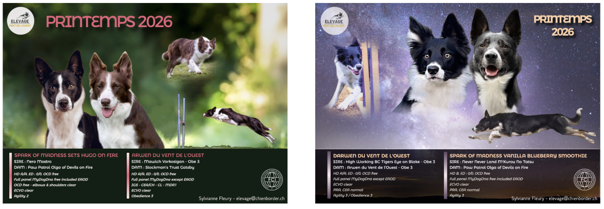 Mises bas prévues – Début mars 2026